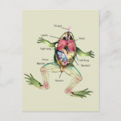 『カエルの解剖学』 ポストカード (正面)