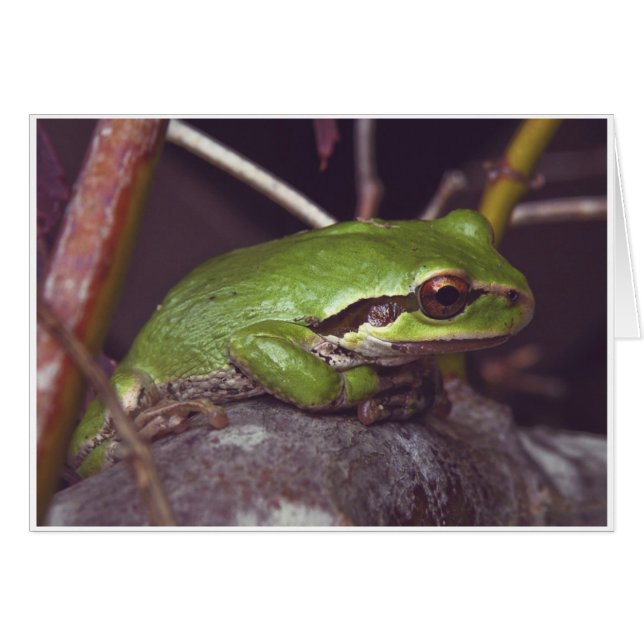カエルの黙想 (正面横)