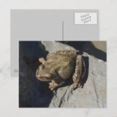 カエルはがき ポストカード (正面/裏面)