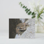 カエルはがき ポストカード (スタンド正面)