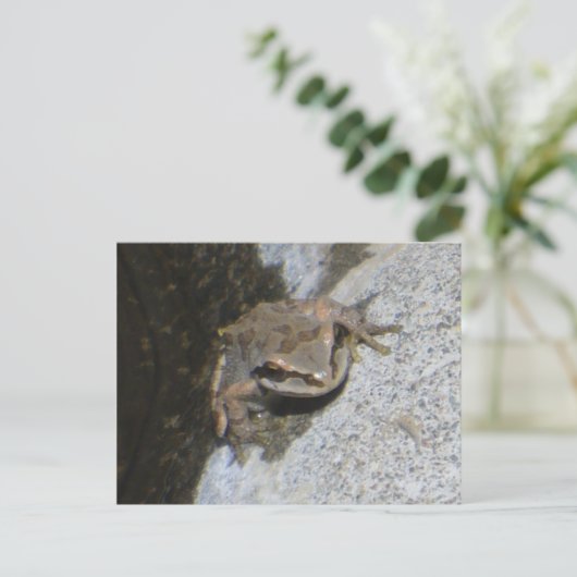 カエルはがき ポストカード (スタンド正面)