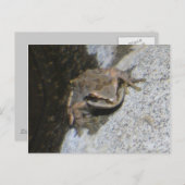 カエルはがき ポストカード (正面/裏面)