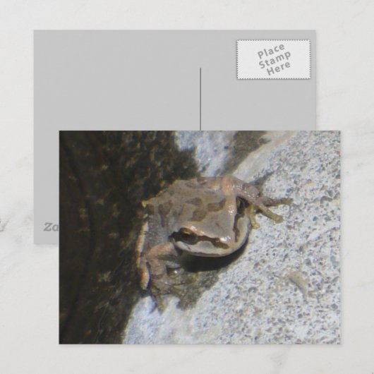 カエルはがき ポストカード (正面/裏面)