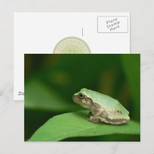 カエルはがき ポストカード (正面/裏面)