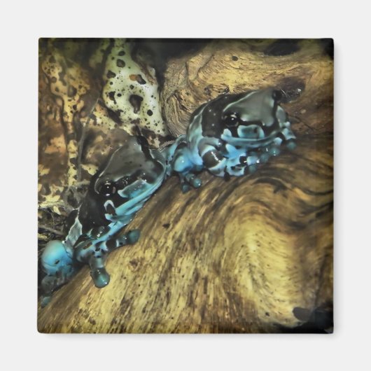 カエルぶら下がったのアウト磁石 マグネット (正面)