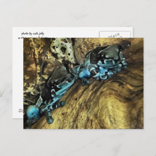 カエルぶら下がった2枚のはがき ポストカード (正面/裏面)