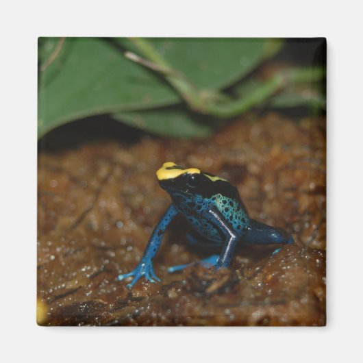 カエルカラフル マグネット (正面)