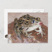 カエルキスをする ポストカード (正面/裏面)