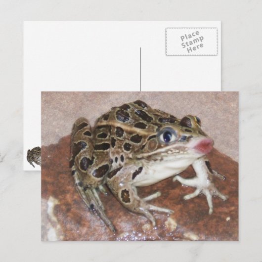 カエルキスをする ポストカード (正面/裏面)