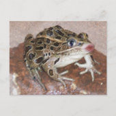 カエルキスをする ポストカード (正面)