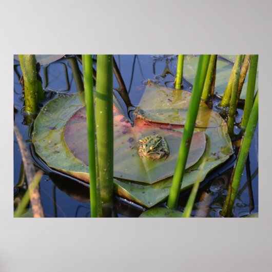 カエルポートレート ポスター (正面)