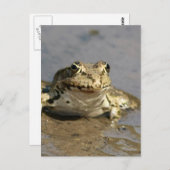 カエル写真はがき ポストカード (正面/裏面)