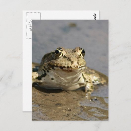 カエル写真はがき ポストカード (正面/裏面)