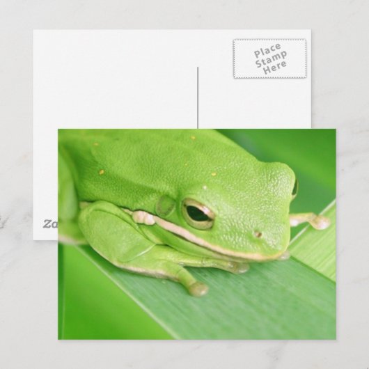 カエル写真 ポストカード (正面/裏面)