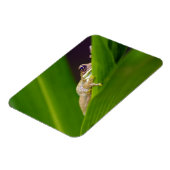 カエル小マグネット マグネット (左側)