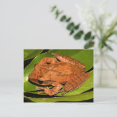 カエル愛好家のためにビルマの鞭打ちカエル！ ポストカード (スタンド正面)