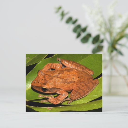 カエル愛好家のためにビルマの鞭打ちカエル！ ポストカード (スタンド正面)