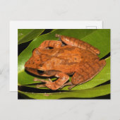 カエル愛好家のためにビルマの鞭打ちカエル！ ポストカード (正面/裏面)