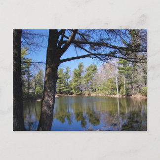 カエル池はがき ポストカード