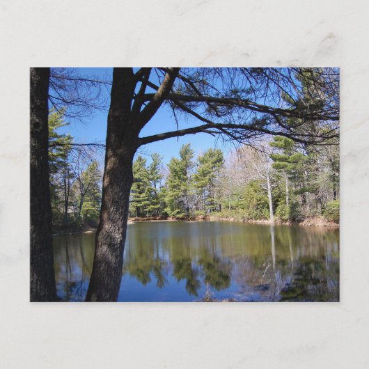 カエル池はがき ポストカード (正面)