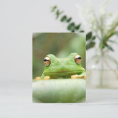 カエル目はがき ポストカード (スタンド正面)