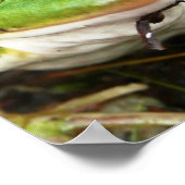 カエル目ポスター ポスター (角)