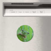 カエル磁石 マグネット (インサイチュ (食洗機))