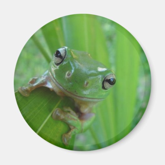 カエル磁石 マグネット (正面)