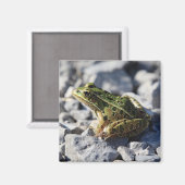 カエル磁石 マグネット (正面/裏面)