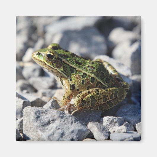 カエル磁石 マグネット (正面)