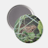 カエル磁石 マグネット (正面/裏面)