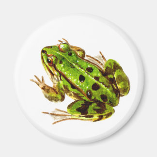 カエル磁石 マグネット