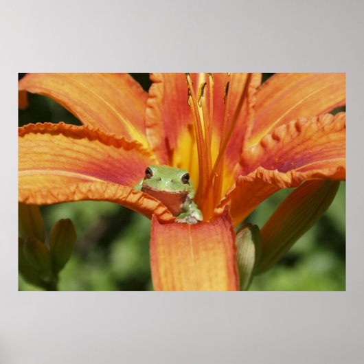 カエル花 ポスター (正面)