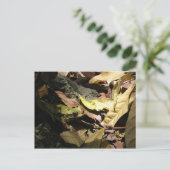 カエル葉書 ポストカード (スタンド正面)