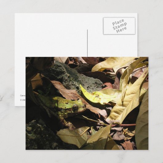 カエル葉書 ポストカード (正面/裏面)
