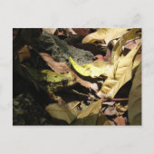 カエル葉書 ポストカード (正面)