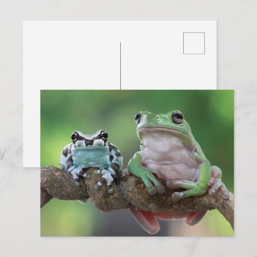 カエル葉書 ポストカード (正面/裏面)