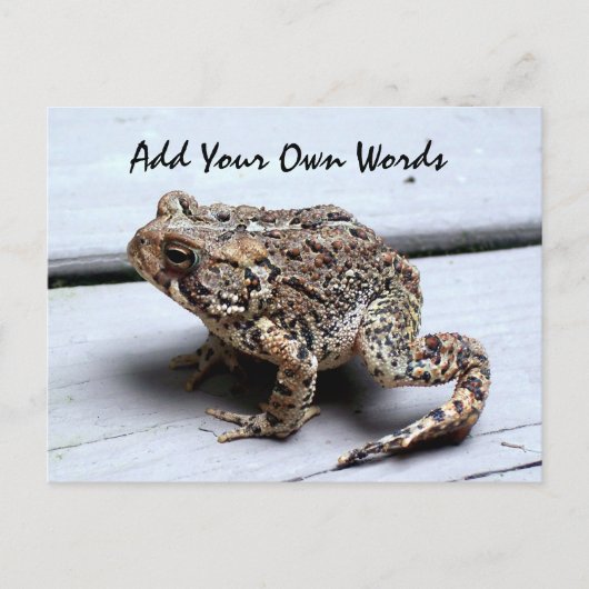 カエル葉書 ポストカード (正面)