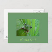 カエル葉書 ポストカード (正面/裏面)