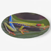 カエル赤目写真 ペーパープレート (アングル)