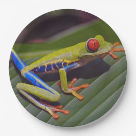カエル赤目写真 ペーパープレート