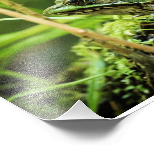 カエル01 フォトプリント            (角)