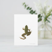 カエル2 ポストカード (スタンド正面)