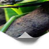 カエル・オン・リーフ ポスター (角)