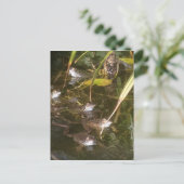 カエル、カエル、そしてもっとカエル ポストカード (スタンド正面)