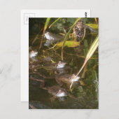 カエル、カエル、そしてもっとカエル ポストカード (正面/裏面)