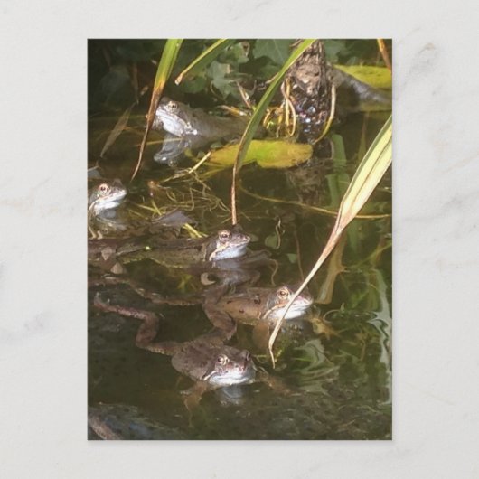 カエル、カエル、そしてもっとカエル ポストカード (正面)