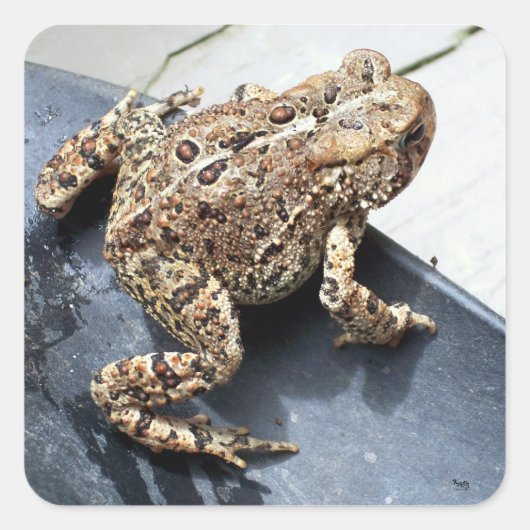 カエル スクエアシール (正面)