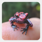 カエル スクエアシール (正面)