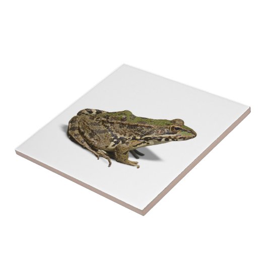 カエル タイル (側面)